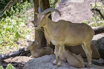 Image of a mountain goats standing on a rock. Wild Animals.