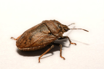 Close-up of brown Marmalade Stink Bug on white paper background.