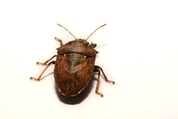 Close-up of brown Marmalade Stink Bug on white paper background.