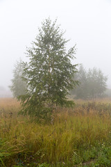 Fototapeta na wymiar trees in the nature in the fog in the morning