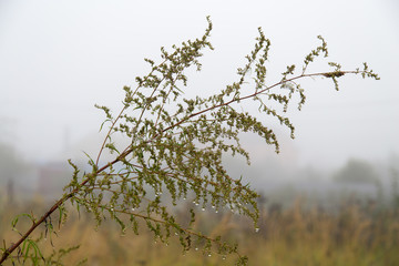 grass in the garden in the fog in the morning