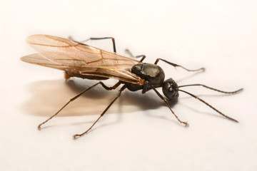 Close-up photos Winged ants on a white background