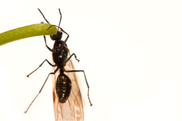 Close-up photos Winged ants on a white background
