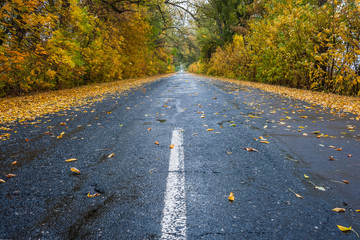 Autumn leaves on rainy road