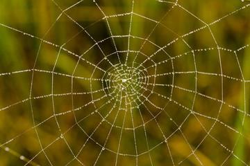 drops of dew on a spider web as a background