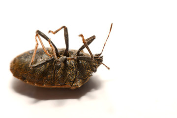 Close-up of brown Marmalade Stink Bug on white paper background.