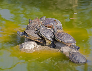 tortoises on a stone