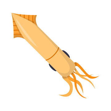 Vector cartoon sea squid background