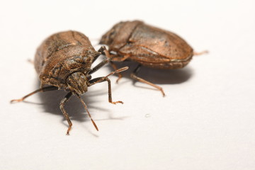 Close-up of brown Marmalade Stink Bug on white paper background.