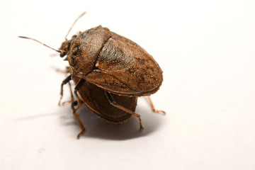 Close-up of brown Marmalade Stink Bug on white paper background.