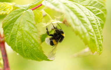 a bee on a flower in raspberries