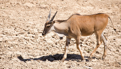 Antelope in the park