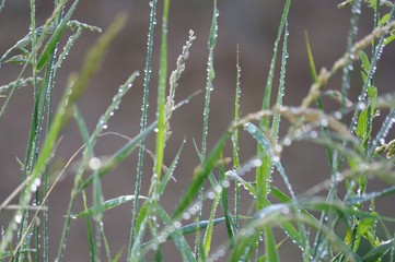 Morning dew