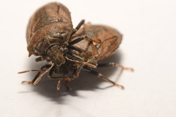 Close-up of brown Marmalade Stink Bug on white paper background.