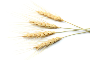 spikelets of wheat isolated on white background. top view