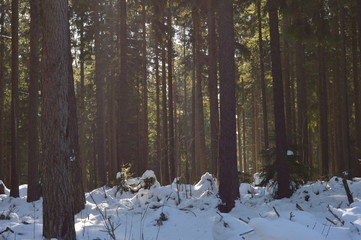 Wald
