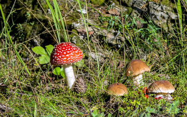 Poisonous red fly agaric mushroom and edible brown cep (Boletus edulis) in forest
