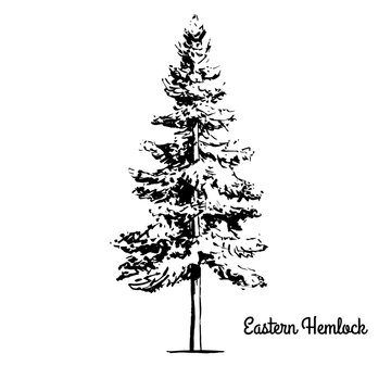 Vector sketch illustration. Black silhouette of Eastern or Canadian Hemlock isolated on white background. Drawing of coniferous Tsuga Canadensis, Pennsylvania state tree.