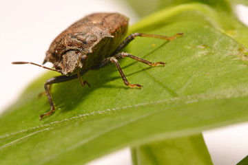 Extreme close up Shield Bug Or Stink Bug brown on plant