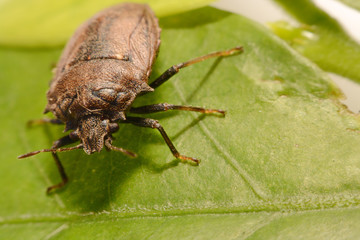 Extreme close up Shield Bug Or Stink Bug brown on plant