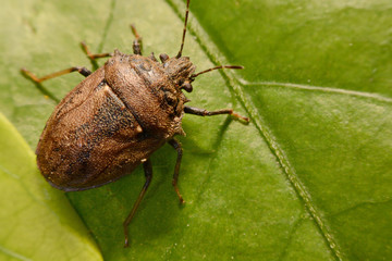 Extreme close up Shield Bug Or Stink Bug brown on plant