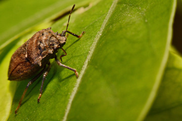 Extreme close up Shield Bug Or Stink Bug brown on plant