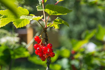 Obraz premium Red currant