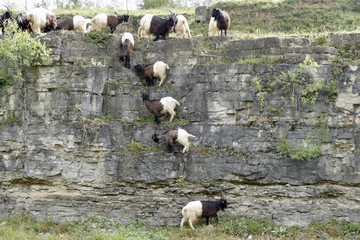 Schwarzhalsziegen
