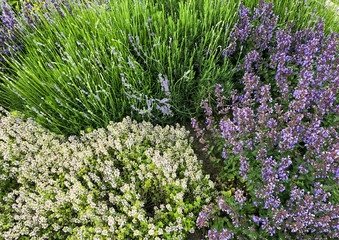 Obraz premium Blooming meadow flowers: salvia and lavender in the green summer meadow. Wild flower bushes