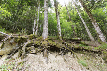 Forest in the Seva de Irati