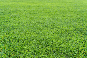 Green Grassland 緑の草地２