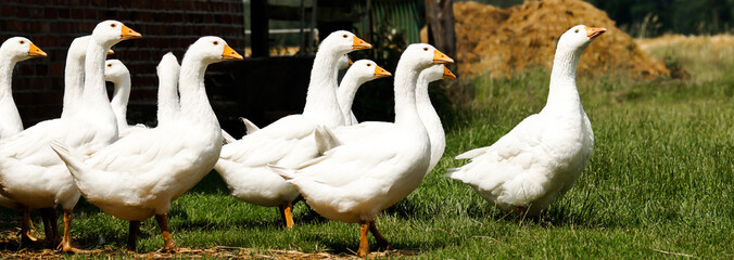 Bio-Landwirtschaft - Gänse laufen vor einem Misthaufen