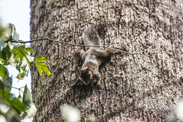 Caxinguelê (Guerlinguetus ingrami) | Brazilian squirrel photographed in Linhares, Espírito Santo - Southeast of Brazil. Atlantic Forest Biome.