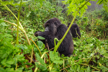 Mountain gorilla feeding in the forest