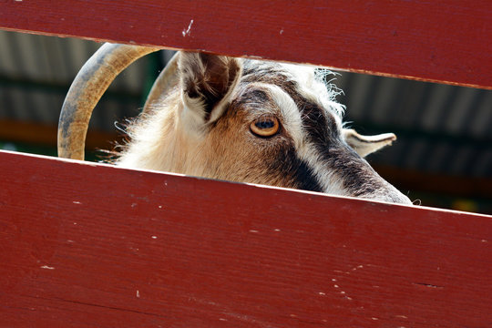 Goat behind the wooden fence