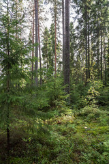 Trees and plants in a lush and verdant forest in Finland on a sunny day in the summertime.