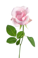 single pink rose isolated on white background