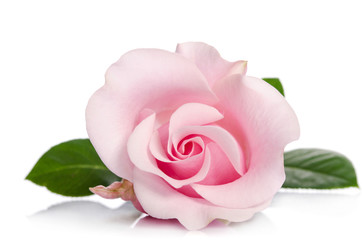 Fototapeta na wymiar single bud of pink rose isolated on white background