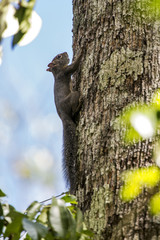 Caxinguelê (Guerlinguetus ingrami) | Brazilian squirrel photographed in Linhares, Espírito Santo - Southeast of Brazil. Atlantic Forest Biome.