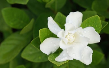 Fototapeta na wymiar White Gardenia Flower (Gardenia jasminoides) with rain drops