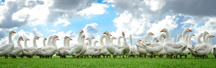 G&auml;nsemast - freilaufende G&auml;nseschar im Herbst auf einer Wiese, Banner