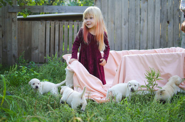 Cute labrador puppy. White pets with child