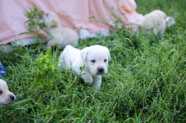 Little labrador puppy on the pink background. Cute white pet