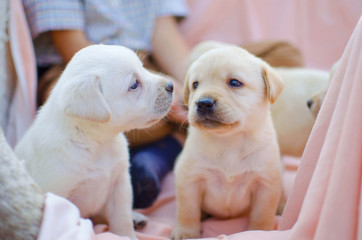 Little labrador puppy on the pink background. Cute white pet