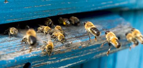 Poster Het leven van bijen. Werkbijen. De bijen brengen honing. © marina_foteeva