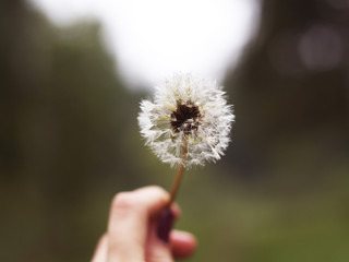 Dandelion. A plant in the hand.