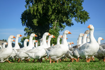 Lustige Gänseschar auf einer Gänseweide © Countrypixel