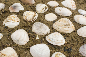 Large white shells on a background of sea sand.