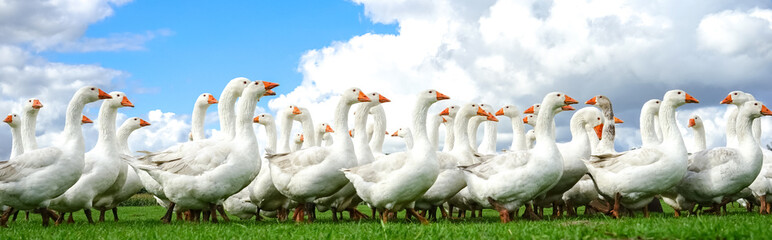 Geflügelhaltung - frei laufende Gänse, Banner