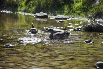 Enten in einem Fluss